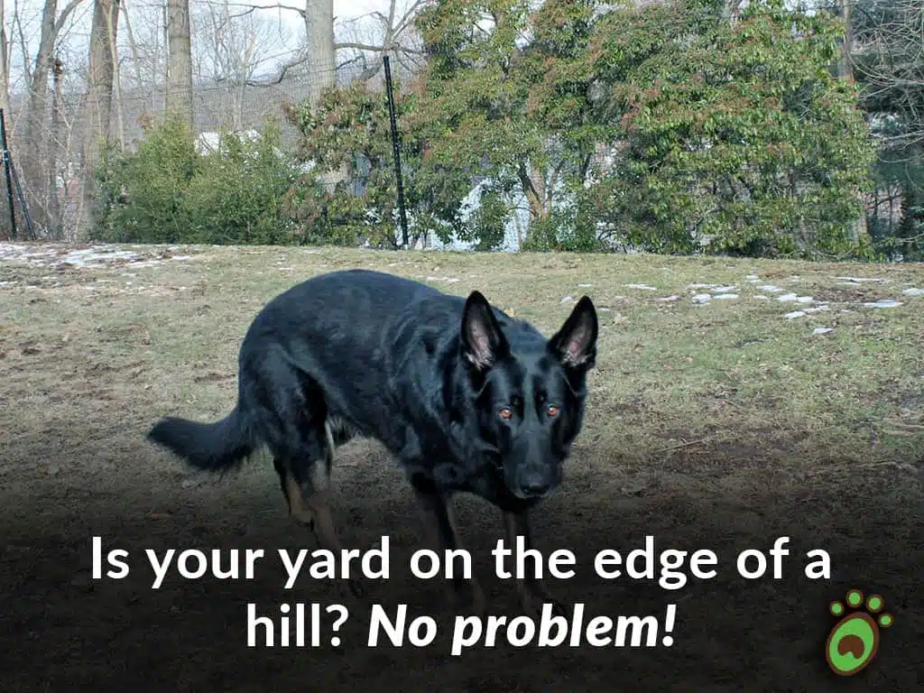 black dog edge of yard fence