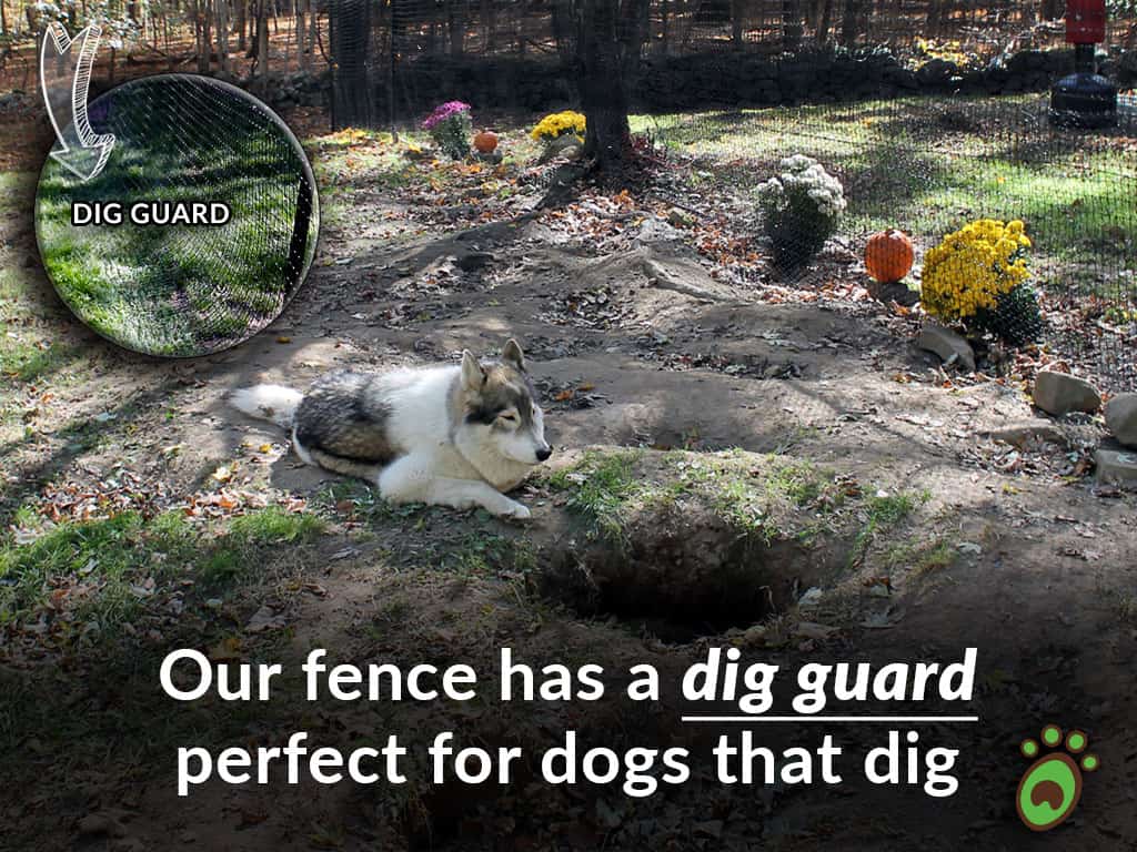 dogs digging under chain link and wood fence