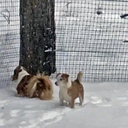 dog fence snow