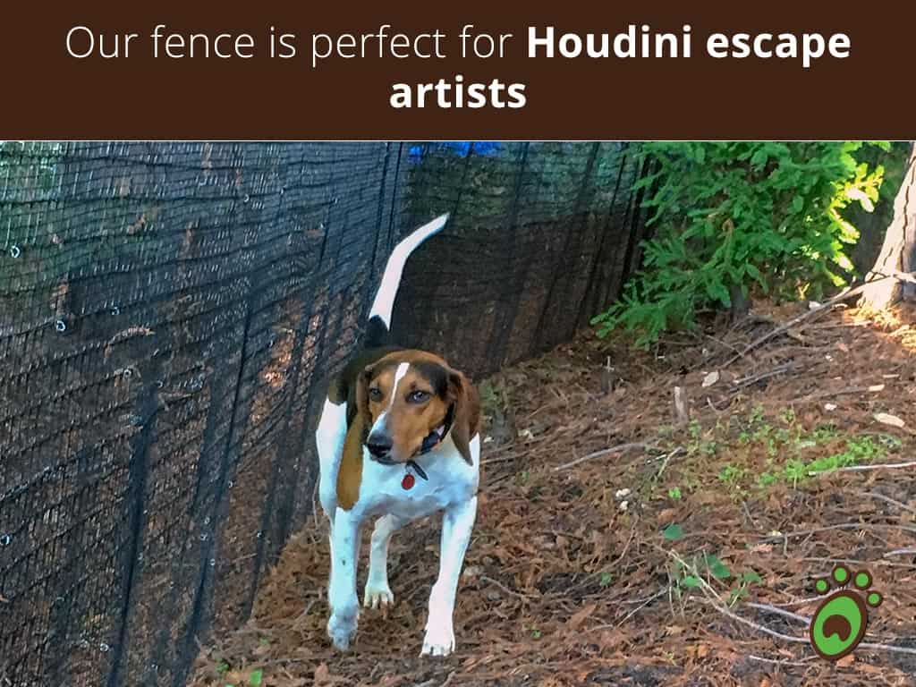 Houdini-escape-artists