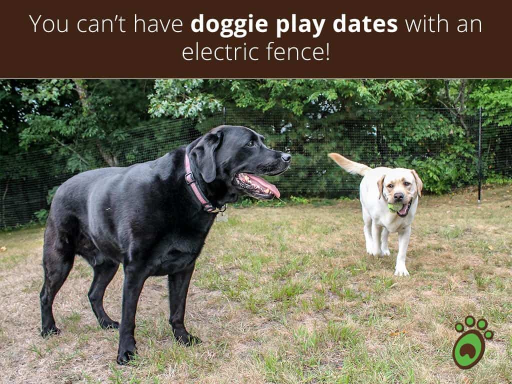 doggie-play-dates