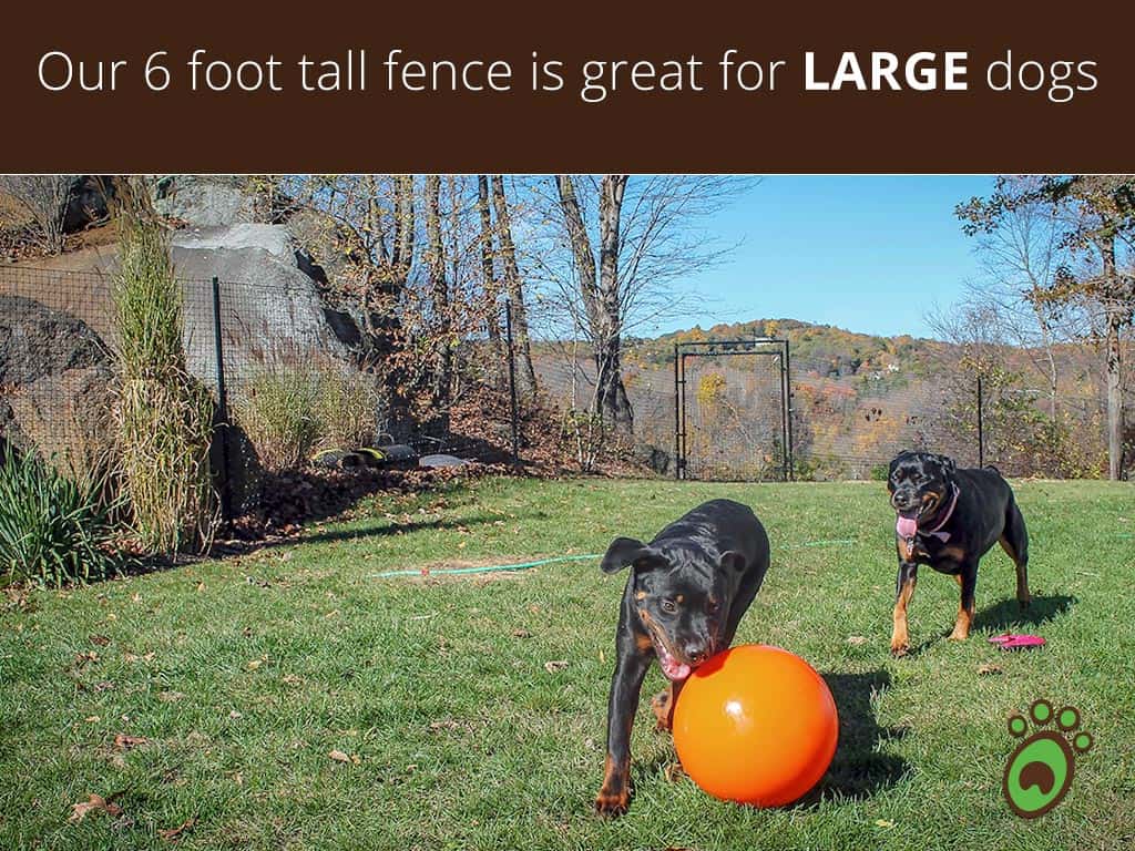 rottweiler-dog-fence