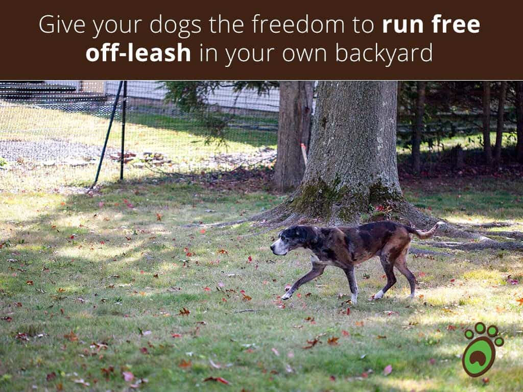 run-free-walking-dog