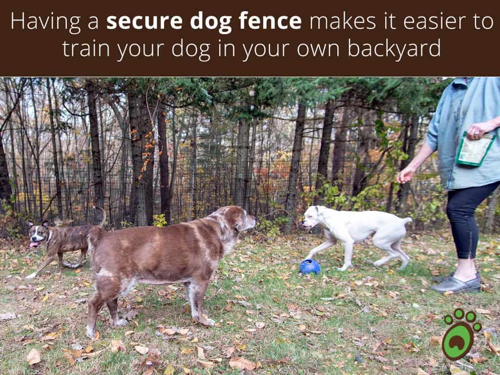 training-dog-fence