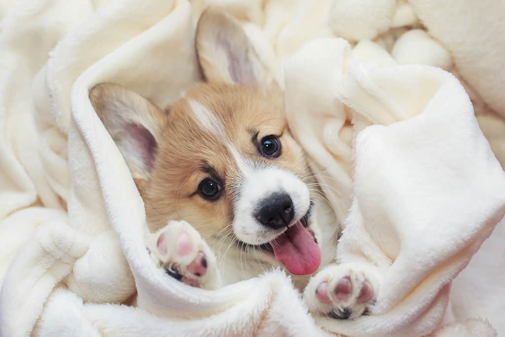 puppy blanket