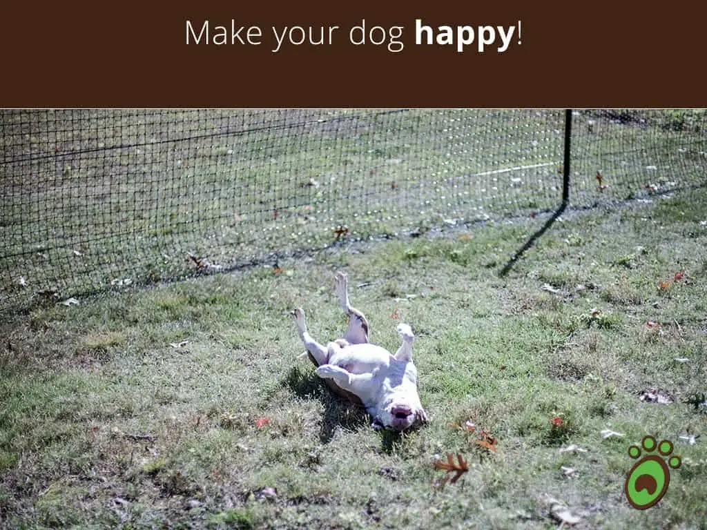 happy-dog