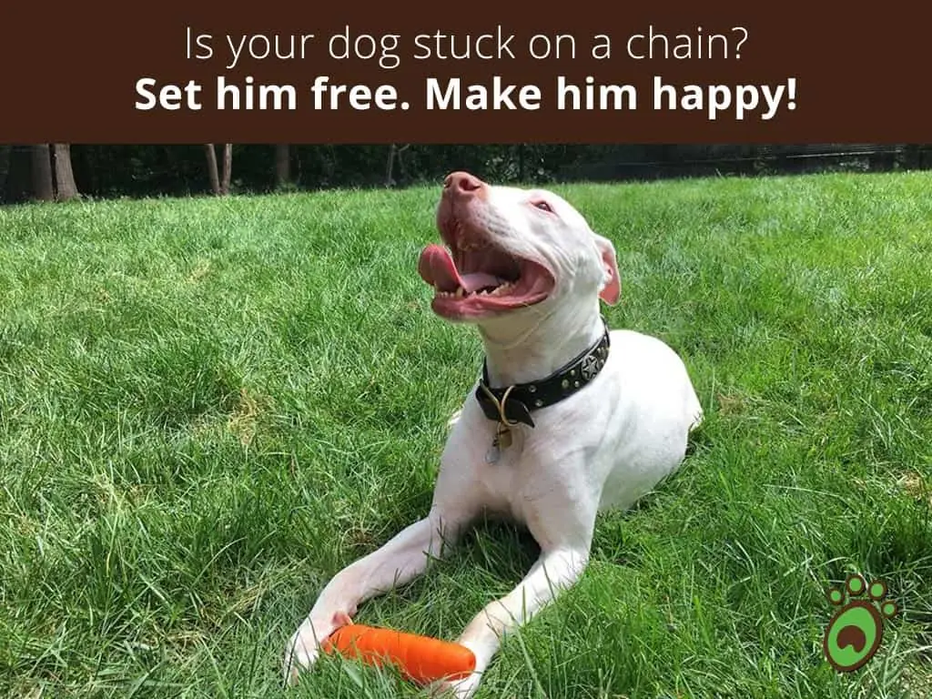 happydog