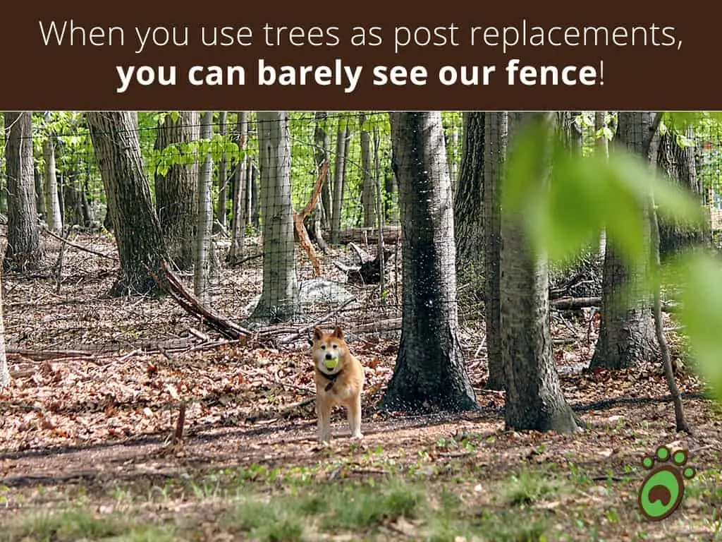 trees-posts-dog-ball