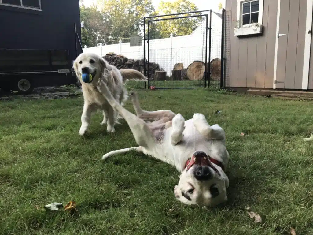 diy dog fences