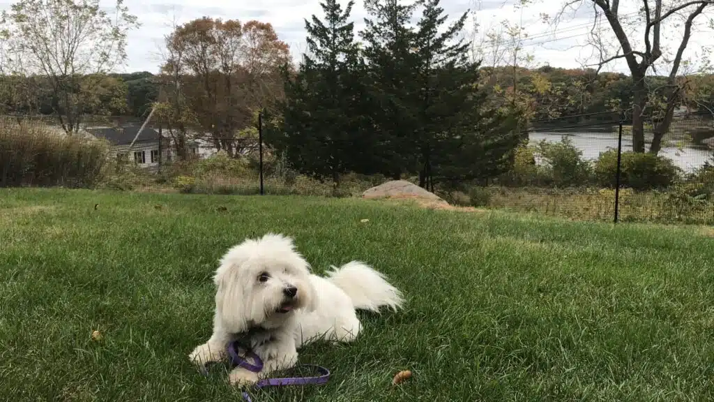 puppy fence