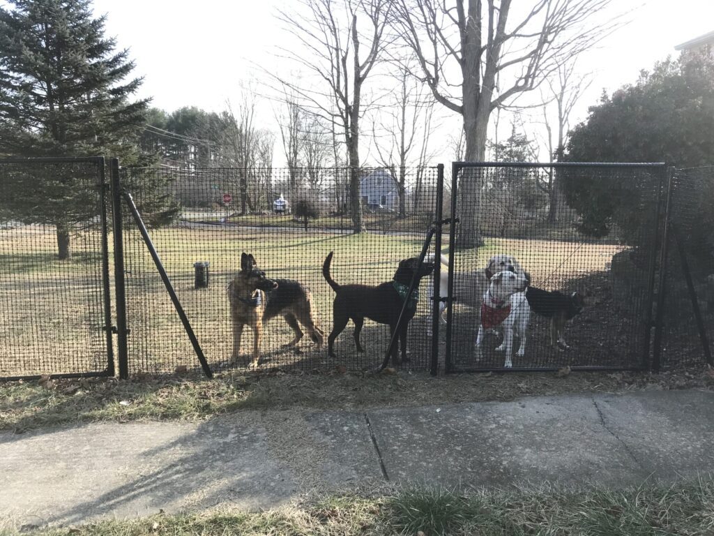 DIY Dog Fences