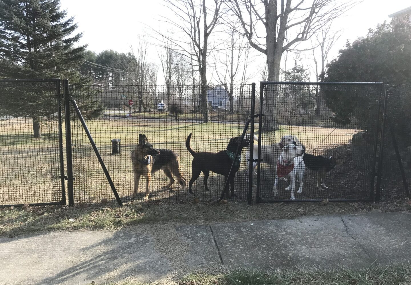 DIY Dog Fences