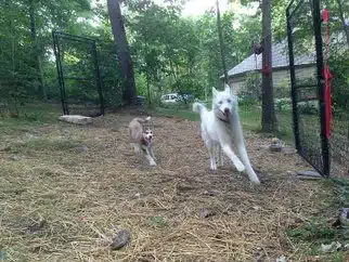 portable fences for dogs