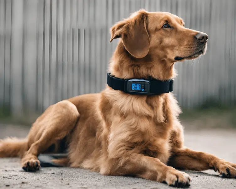 Pet shock collar best sale