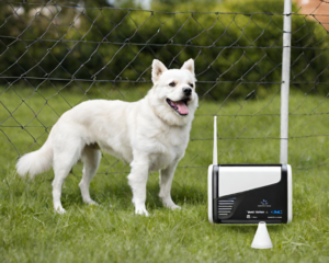 wireless dog fence
