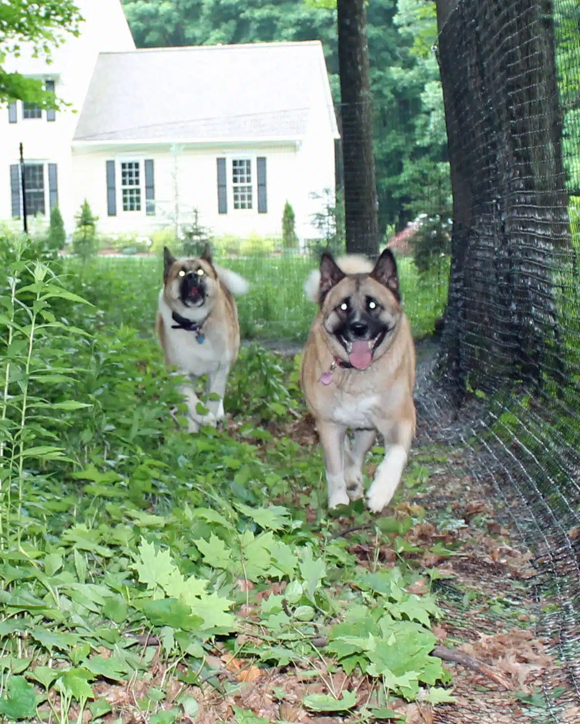 strong dog fence