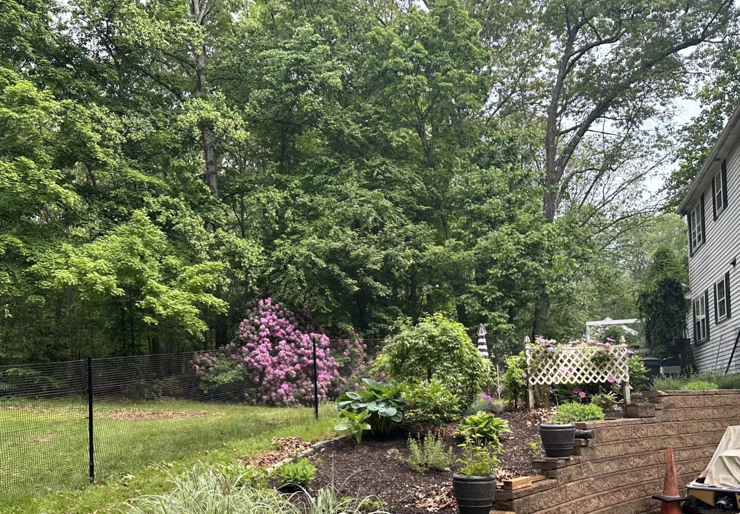 A lush backyard with a blooming pink rhododendron bush, surrounded by greenery and trees, next to a two-story house. There's a black mesh fence, a wooden lattice with climbing flowers, raised wooden flower beds, and outdoor furniture covered by a protective gray tarp.