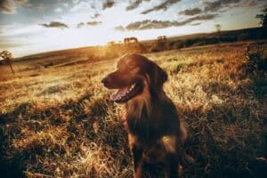 A smiling dog in a sunlit field at sunset with trees and a fence in the background.