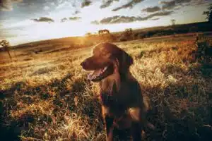 A smiling dog in a sunlit field at sunset with trees and a fence in the background.