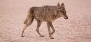 A coyote walking across dry, cracked ground.