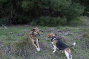 Two dogs in a wooded area, with one dog, a large brown and black dog, sitting on the ground and looking to the side while a smaller tricolor beagle walks past it with its head lowered to the ground.