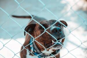 A brown dog with a collar is looking through a chain-link fence, with snow visible in the background.