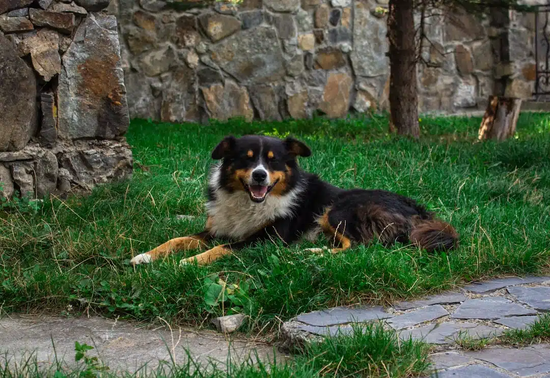 A tricolor Australian Shepherd dog lying on green grass in front of a stone wall, looking at the camera with a happy expression and open mouth.