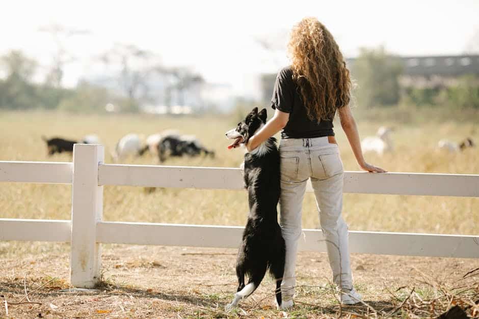 Dog keeps breaking out of electric fence best sale