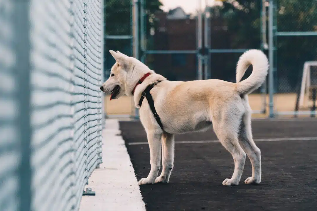 A cream-colored dog with a black harness stands on an asphalt surface next to a chain-link fence, looking through it with a curious expression.