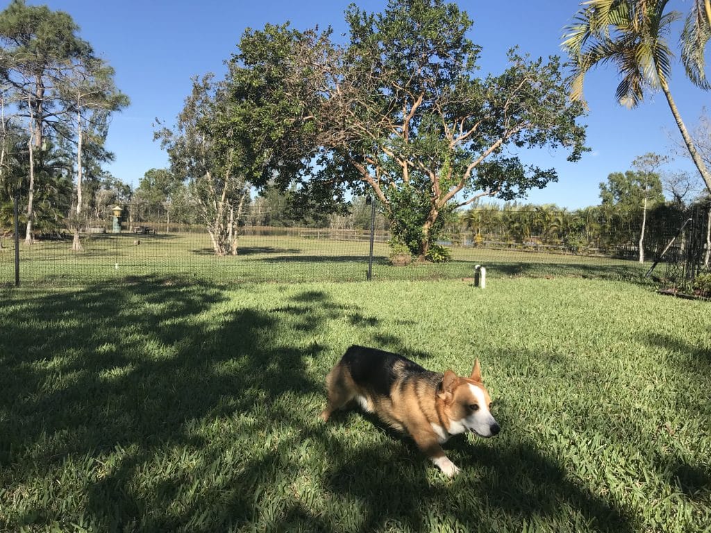 florida dog fence