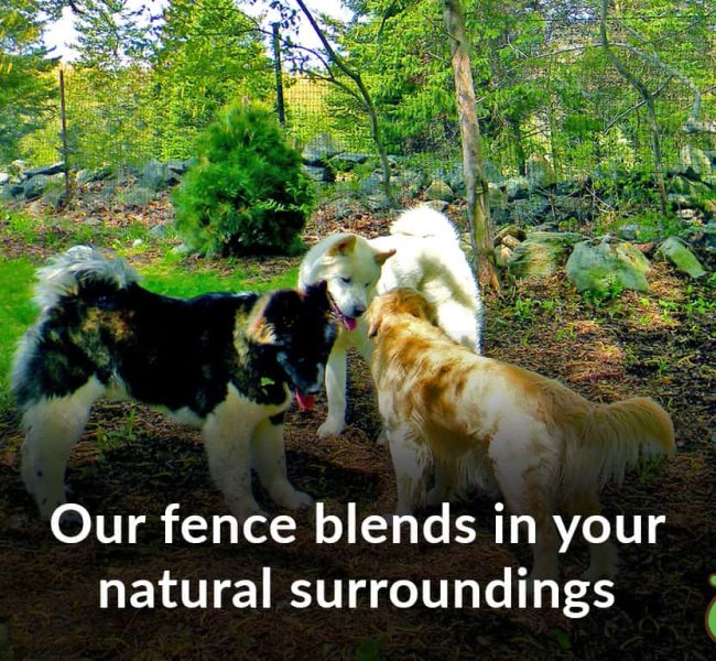 3 dogs blend fence