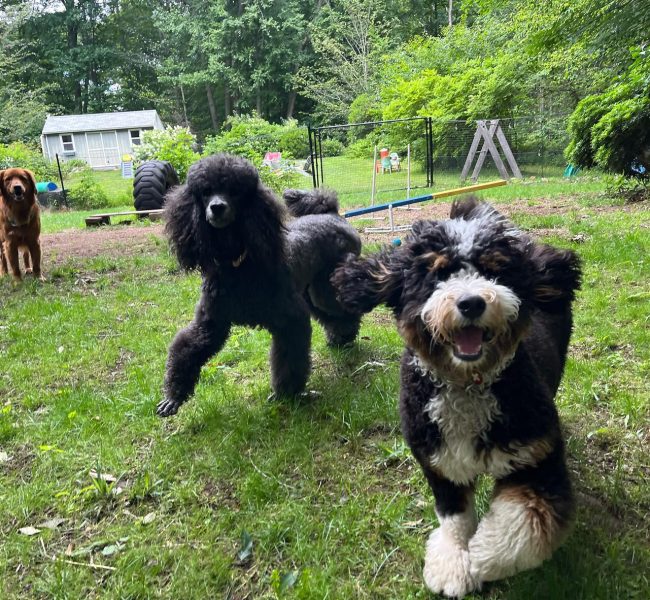 8ft gate with happy dogs