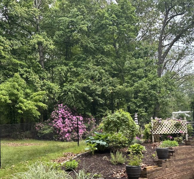 A lush backyard with a blooming pink rhododendron bush, surrounded by greenery and trees, next to a two-story house. There's a black mesh fence, a wooden lattice with climbing flowers, raised wooden flower beds, and outdoor furniture covered by a protective gray tarp.