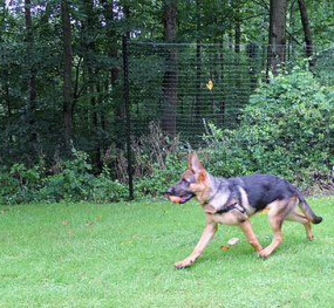 German sheppard fencing [2].c401x263