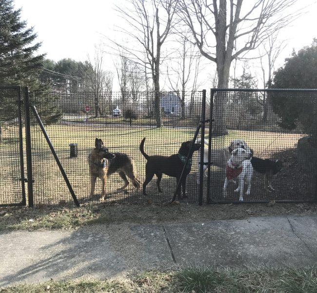 DIY Dog Fences