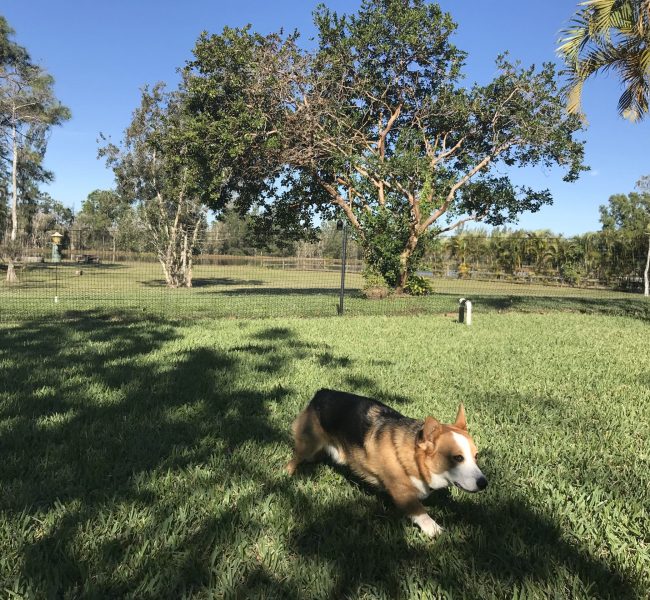 florida dog fence