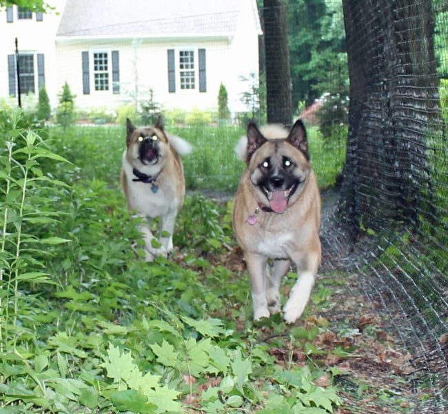 cheap-dog-fence