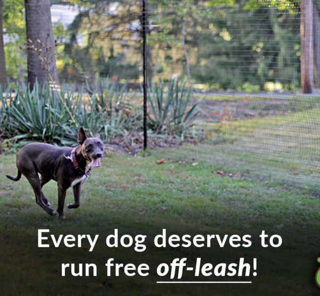 chuffy pit running dog fence