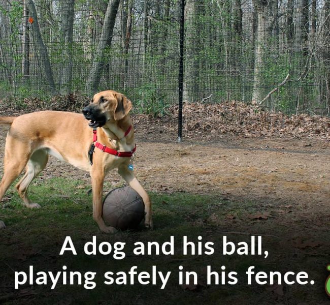 dog ball safe tall dog fence