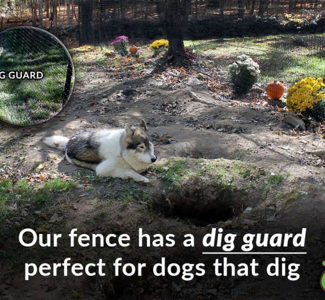 husky dog dig guard