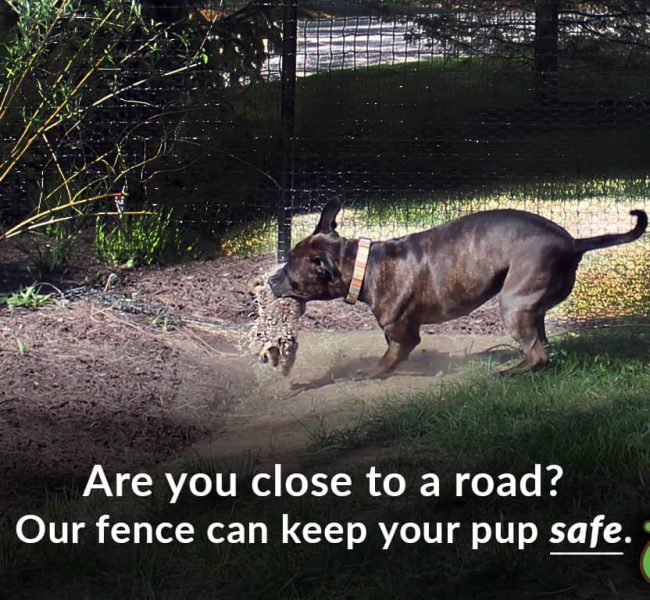 pit road safe dog fence