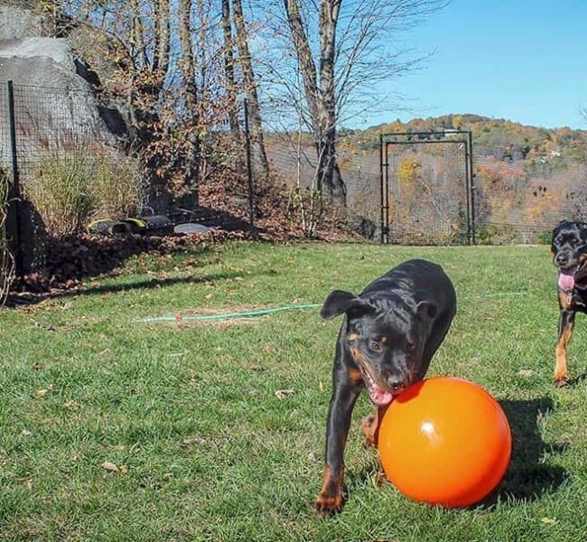 outdoor dog fences