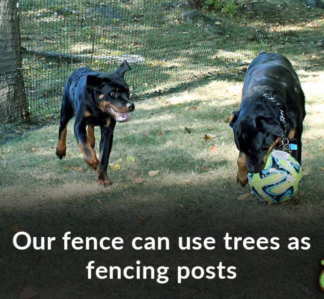 rottweiler playing