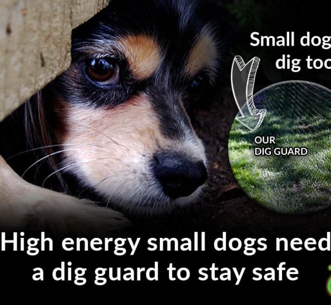 small dogs dig guard