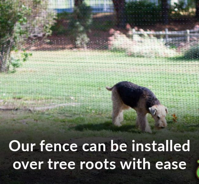 tree roots dog fence